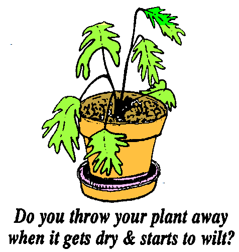 Do you throw your plant away when it gets dry?
