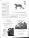 Judy Lions 02.JPG (154597 bytes)